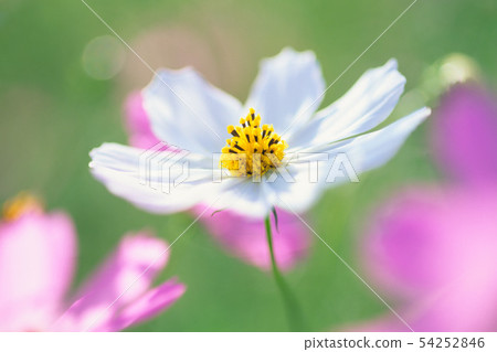 Cosmos cosmos filled with joy Cosmos cosmos filled with joy 54252846