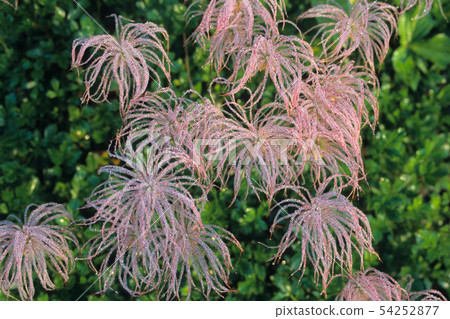 Assatsuyu's Chingruma 54252877