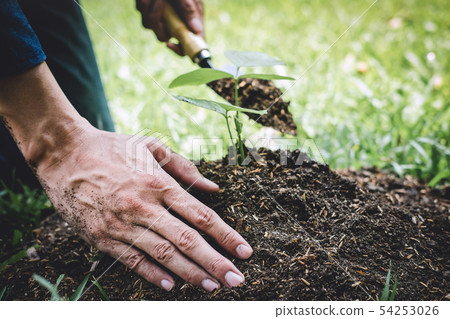 Planting a tree, Two hands of young man were 54253026
