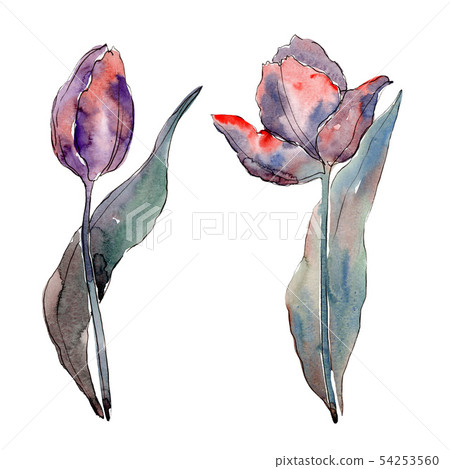 Red purple tulip floral botanical flowers.... - Stock Illustration ...