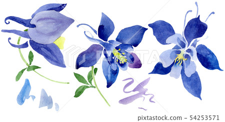 Blue aquilegia floral botanical flowers. Watercolor background set. Isolated aquileqia illustration Blue aquilegia floral botanical flowers. Watercolor background set. Isolated aquileqia illustration 54253571