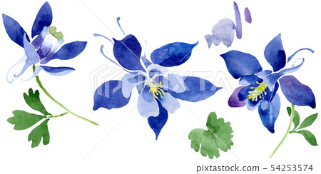 Blue aquilegia floral botanical flowers. Watercolor background set. Isolated aquileqia illustration 54253574