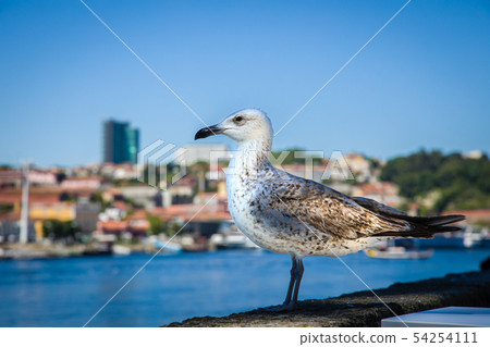 Friendly seagull on the Douro riverbank in Porto 54254111