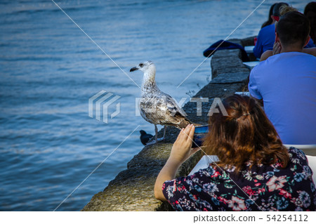 Friendly seagull on the Douro riverbank in Porto 54254112