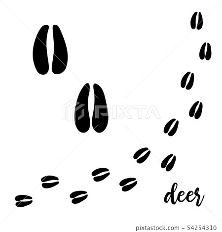 Deer hooves vector foot trails. footprints of wild Deer hooves vector foot trails. footprints of wild 54254310