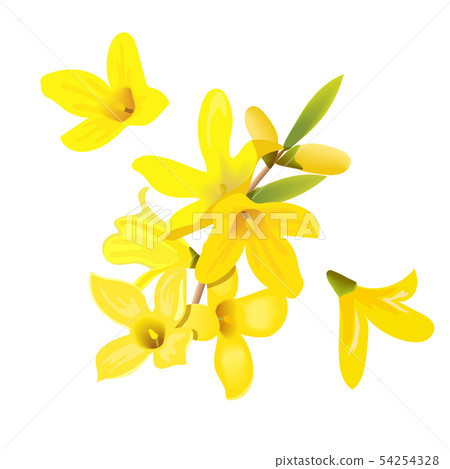 Forsythia Suspensa Flowers Branch And Flowers Stock Illustration