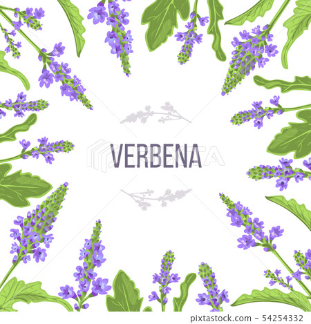 Verbena flowers and leaves card template with copy Verbena flowers and leaves card template with copy 54254332