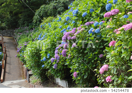 Hydrangea from Zentsuji, Kyoto 54254478