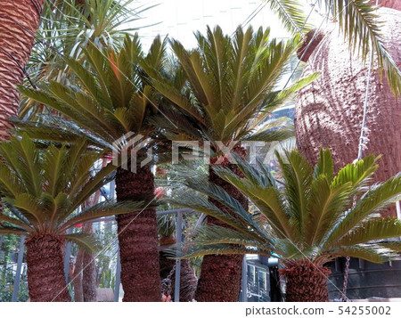 Sotetsu in Ginza Building Group / Ginza Sony Park Sotetsu in Ginza Building Group / Ginza Sony Park 54255002