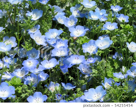 Nemophila / Tachikawa ' Nemophila / Tachikawa ' 54255454