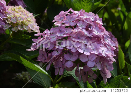 Hydrangea 54255733