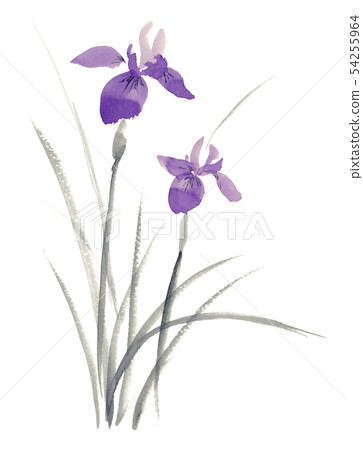 虹膜，Kakitsubata水墨畫，水墨畫，白色背景 54255964