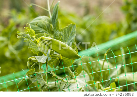 pea pod grows on grid field pea pod grows on grid field 54256098