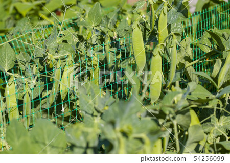 pea growing on sunny grid field pea growing on sunny grid field 54256099