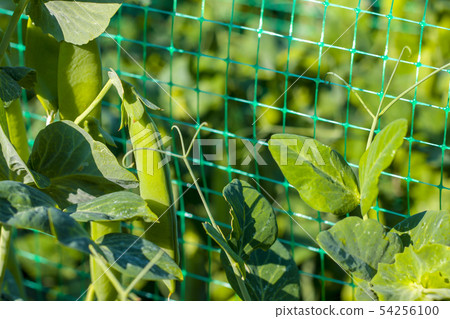 pea growing on grid field pea growing on grid field 54256100