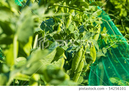 pea cultivation in garden 54256101