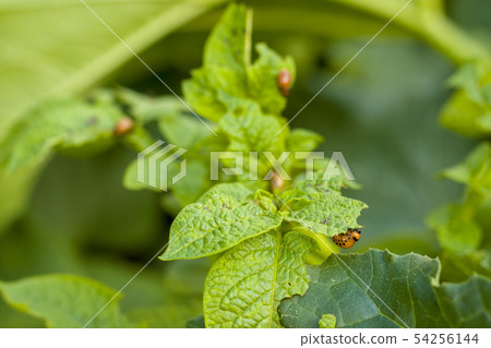 Colorado beetle eating potato leaves Colorado beetle eating potato leaves 54256144