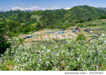 蘋果園和北阿爾卑斯山觀看長野縣小川村 54256367