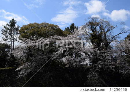 Nagoya Castle Point View 54256466