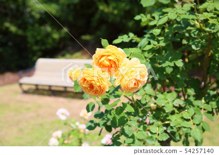 玫瑰花朵金色慶典 玫瑰花朵金色慶典 54257140