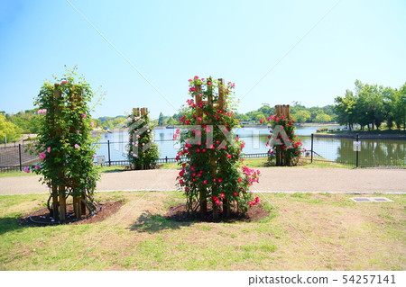 Early summer rose garden Early summer rose garden 54257141