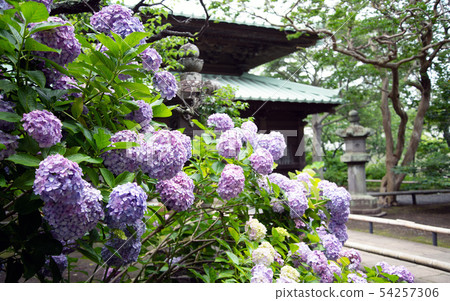 Eikura寺的繡球花 Eikura寺的繡球花 54257306