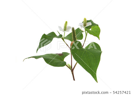 Hokkaido Hokkaido 54257421