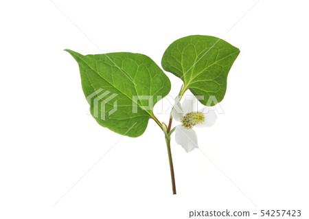 Hokkaido Hokkaido 54257423