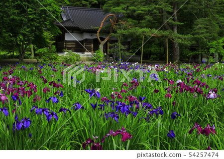 世界遺產平泉Hikokuji Ayame節 54257474