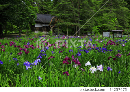 World Heritage Hiraizumi Hikokuji Ayame Festival 54257475