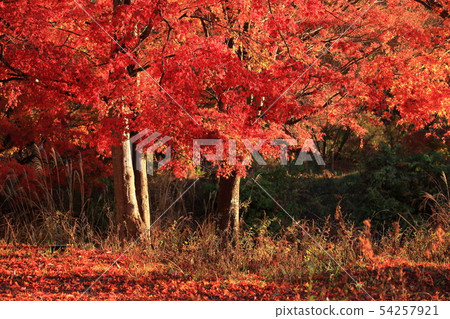 紅色森林森林 紅色森林森林 54257921