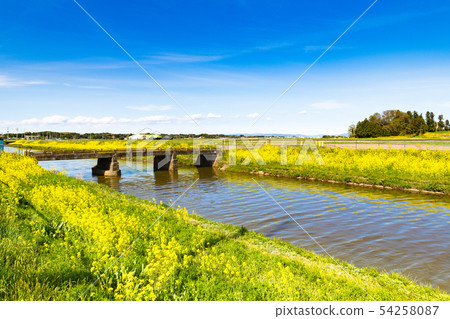 強姦開花河床 54258087