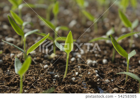 sprout sprout 54258305