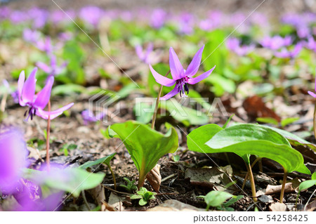 Katakuri Katakuri 54258425