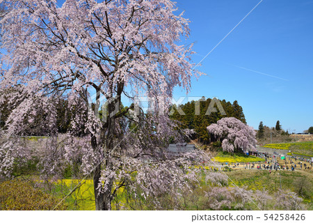 I went to see the weeping cherry blossoms of the battlefield # 14 I went to see the weeping cherry blossoms of the battlefield # 14 54258426