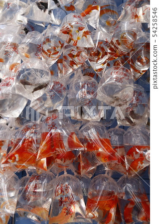Goldfish sold in plastic bags and sold at Hong Kong Street Goldfish sold in plastic bags and sold at Hong Kong Street 54258546