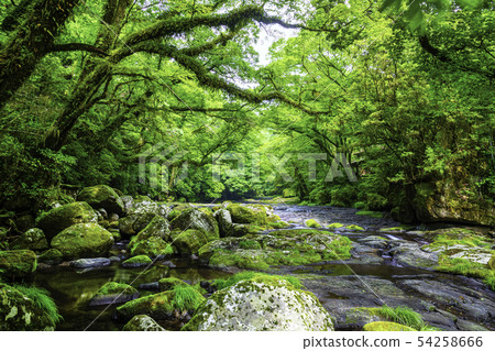 Kikuchi valley where the fresh green is beautiful 54258666