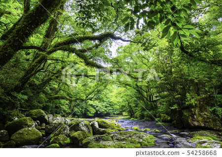Kikuchi valley where the fresh green is beautiful 54258668