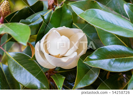 Close up beautiful white magnolia flower on a tree with green leaves. Close up beautiful white magnolia flower on a tree with green leaves. 54258726