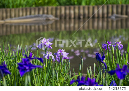 北山公園開花時 54258875