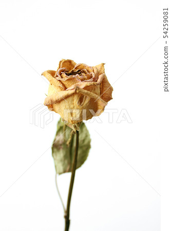 Dry flower Dry flower 54259081