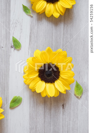 Close up of sunflower on table and small sunflower leaves Close up of sunflower on table and small sunflower leaves 54259156