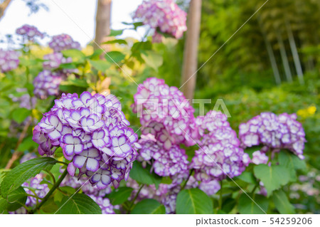 Hydrangea Mingetsu Blue of Mingetsu-in Kamakura City, Kanagawa Prefecture 54259206
