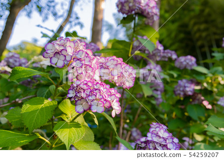 Hydrangea Mingetsu Blue of Mingetsu-in Kamakura City, Kanagawa Prefecture Hydrangea Mingetsu Blue of Mingetsu-in Kamakura City, Kanagawa Prefecture 54259207