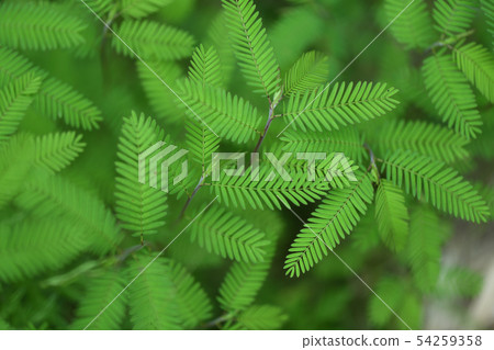 Kawaratetsu no leaves 54259358