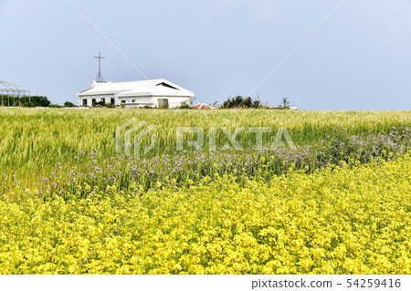 Rapeseed, Gapado, Seogwipo city, Jeju island 54259416