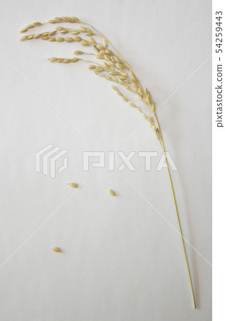 Rice ears Rice ears 54259443