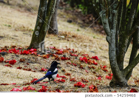 , Conscious Resort, Seogwipo City, Jeju Island , Conscious Resort, Seogwipo City, Jeju Island 54259468