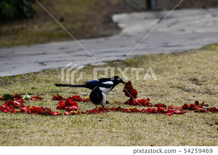 , Conscious Resort, Seogwipo City, Jeju Island 54259469