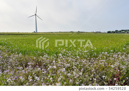 Barley field, Gappaedo, Seogwipo city, Jeju island 54259528